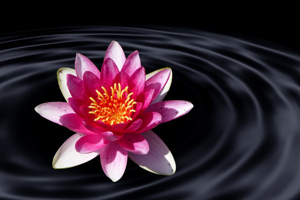 Magie der Lotusblume - juwelanda